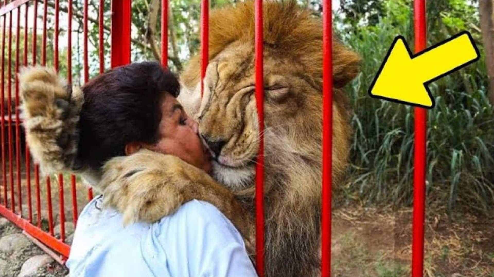 Lion Reunites with Human Mother