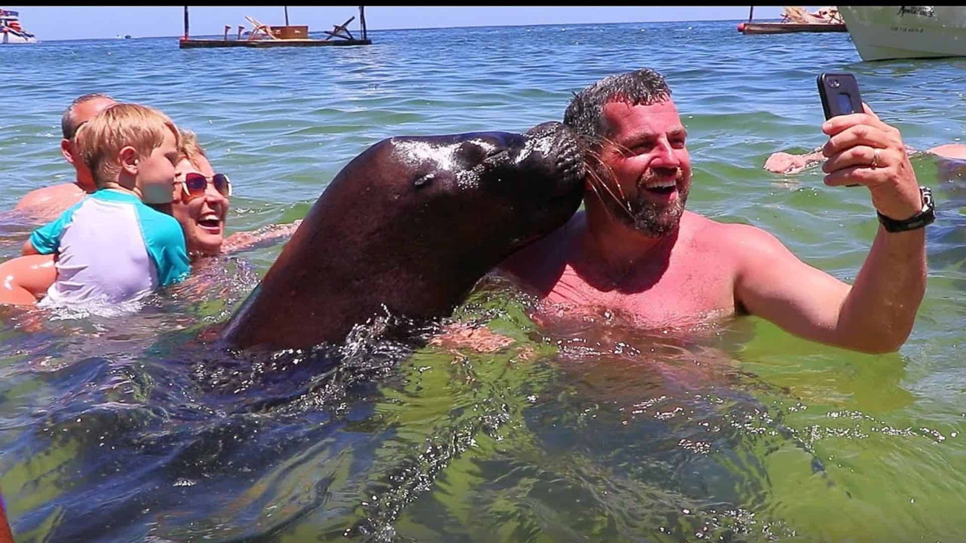 Sea Lion Poses for Pictures With Tourists