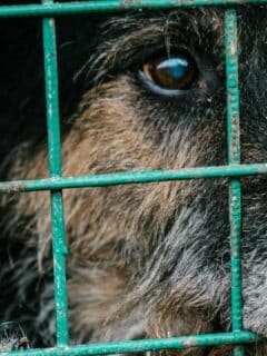 Taxas Law Prevents Animal Abusers