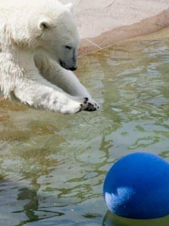 Watch: Polar Bears Gets Excited by their New Toys