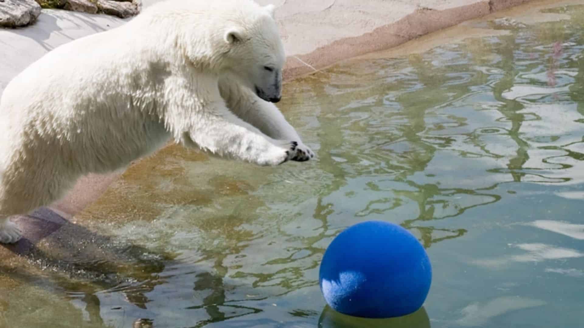 Polar Bears Gets New Toys