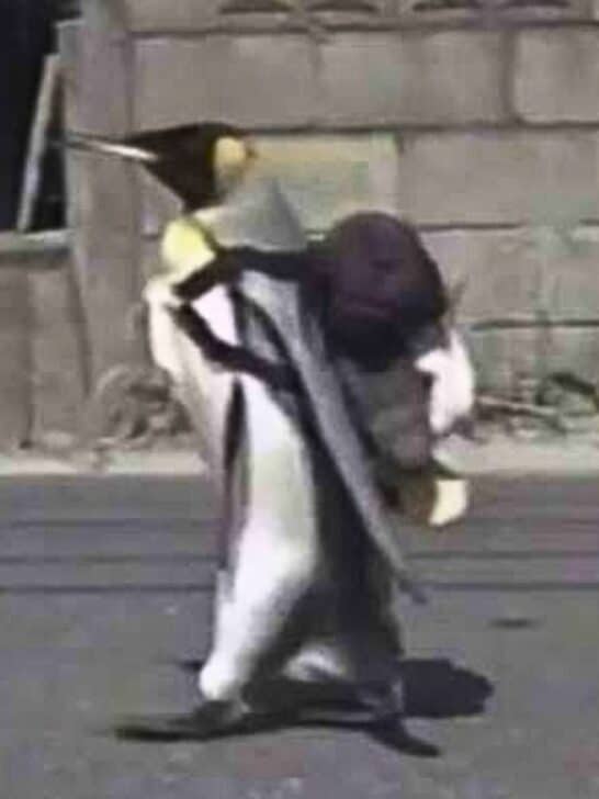 Watch: Penguin Loved Going to the Fish Market so Much that the Family Let Him to Go by Himself