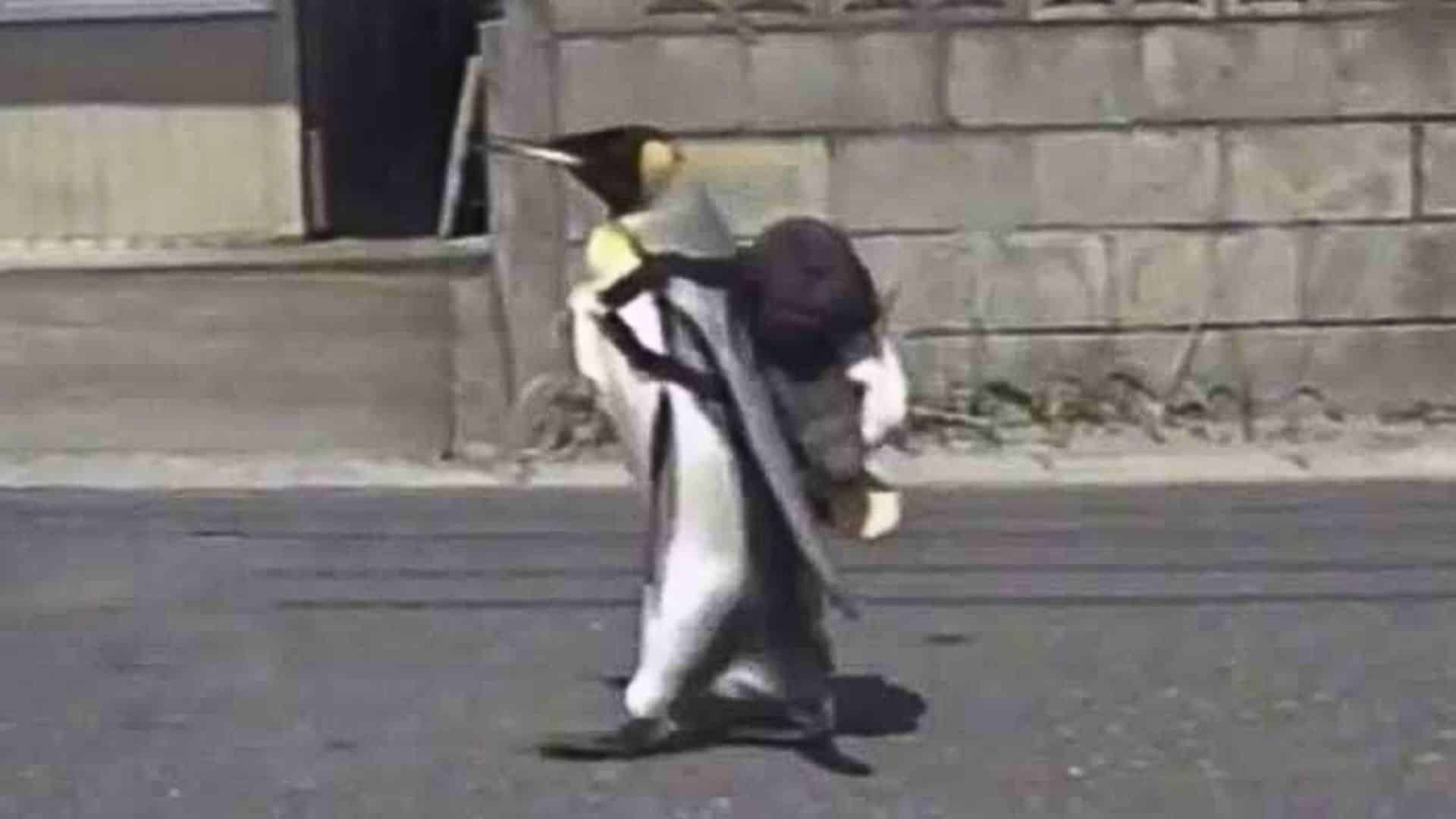 Penguin goes to fish market