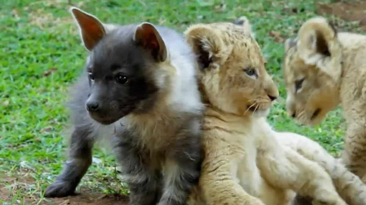 Lion Cubs and Baby Hyenas Playing