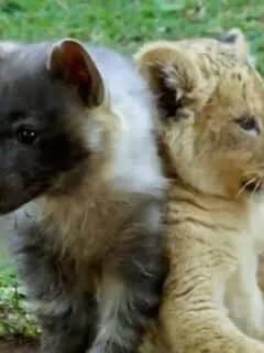Lion Cubs and Baby Hyenas Playing