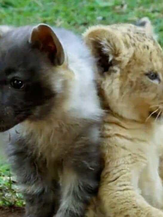 Watch: Cute Lion Cubs and Baby Hyenas Playing Together