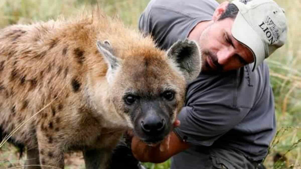 Man Tickles Hyenas