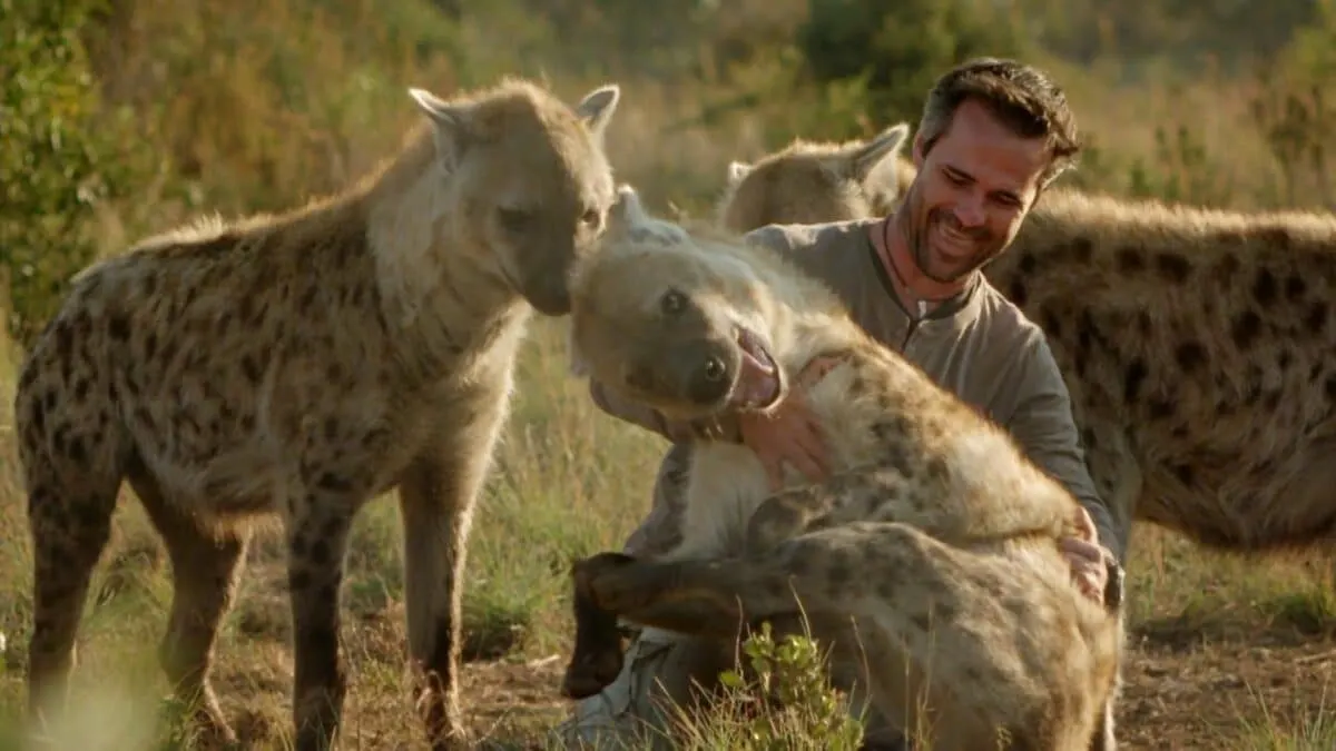 Man Tickles Hyenas