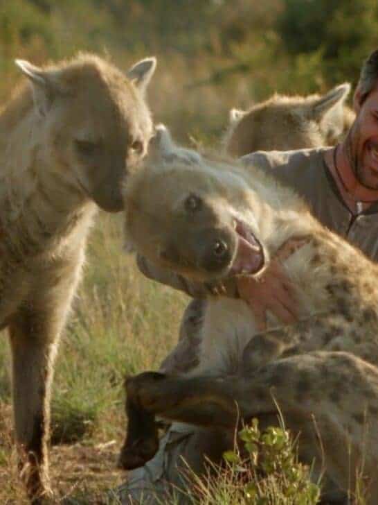Watch: Man Tickles and Plays with Wild Hyenas