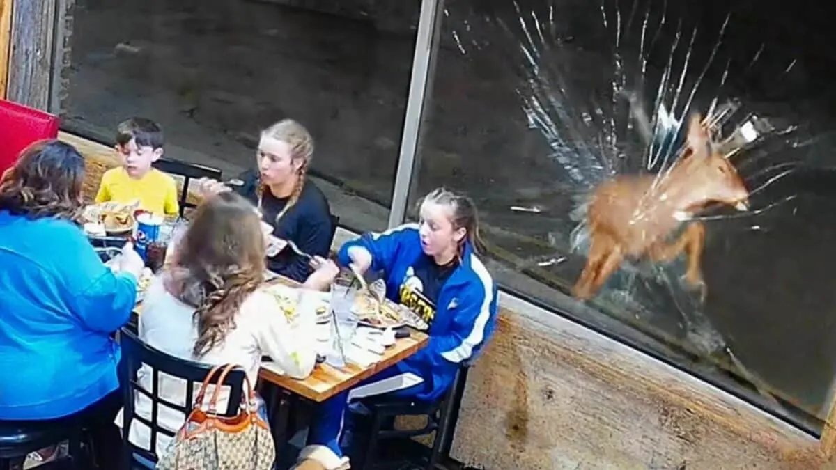 Deer Crashes Through Restaurant Window