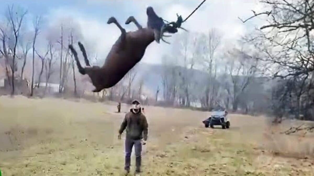 Men Rescue Deer Swinging In the Air
