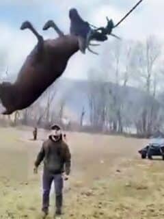 Men Rescue Deer Swinging In the Air