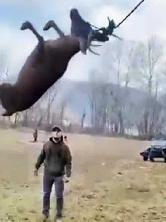 Watch: Men Rescue Deer Swinging In the Air In Ohio
