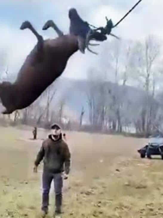 Brave Men Rescue Deer Tangled in Rope in Tree, Ohio