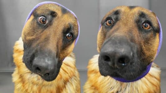 Watch: German Shepherd thinks he&rsquo;s dying at the grooming salon