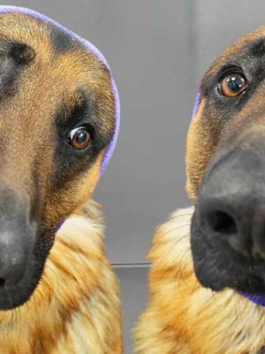 Watch: German Shepherd thinks he&rsquo;s dying at the grooming salon