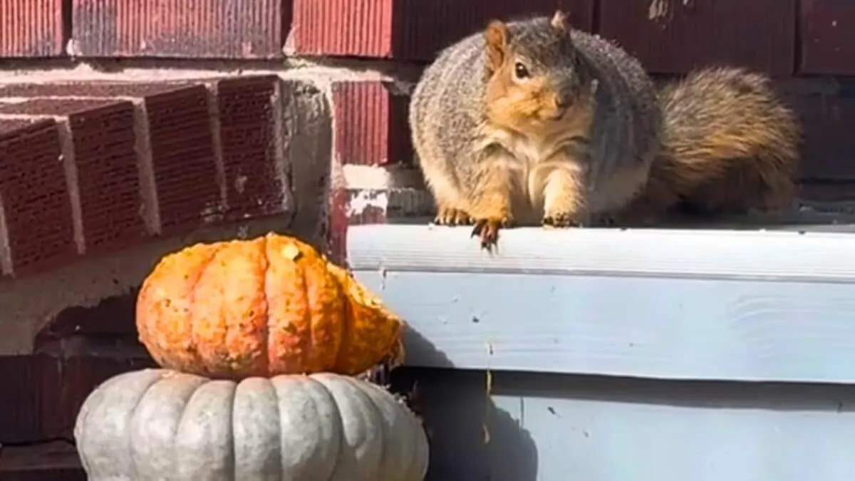 fattest squirrel feasting on pumpkin