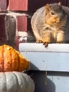 fattest squirrel feasting on pumpkin