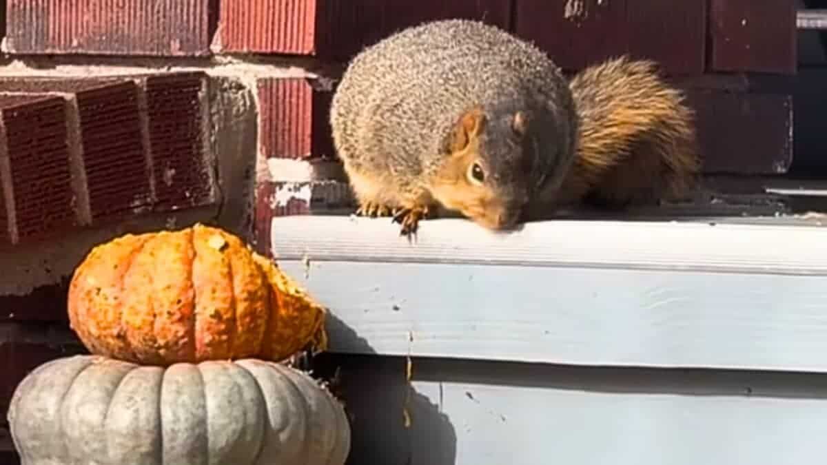 fattest squirrel feasting on pumpkin