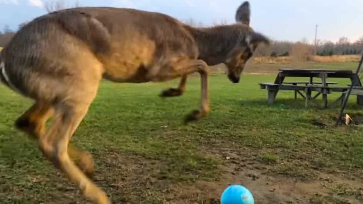 baby deer confused by ball 