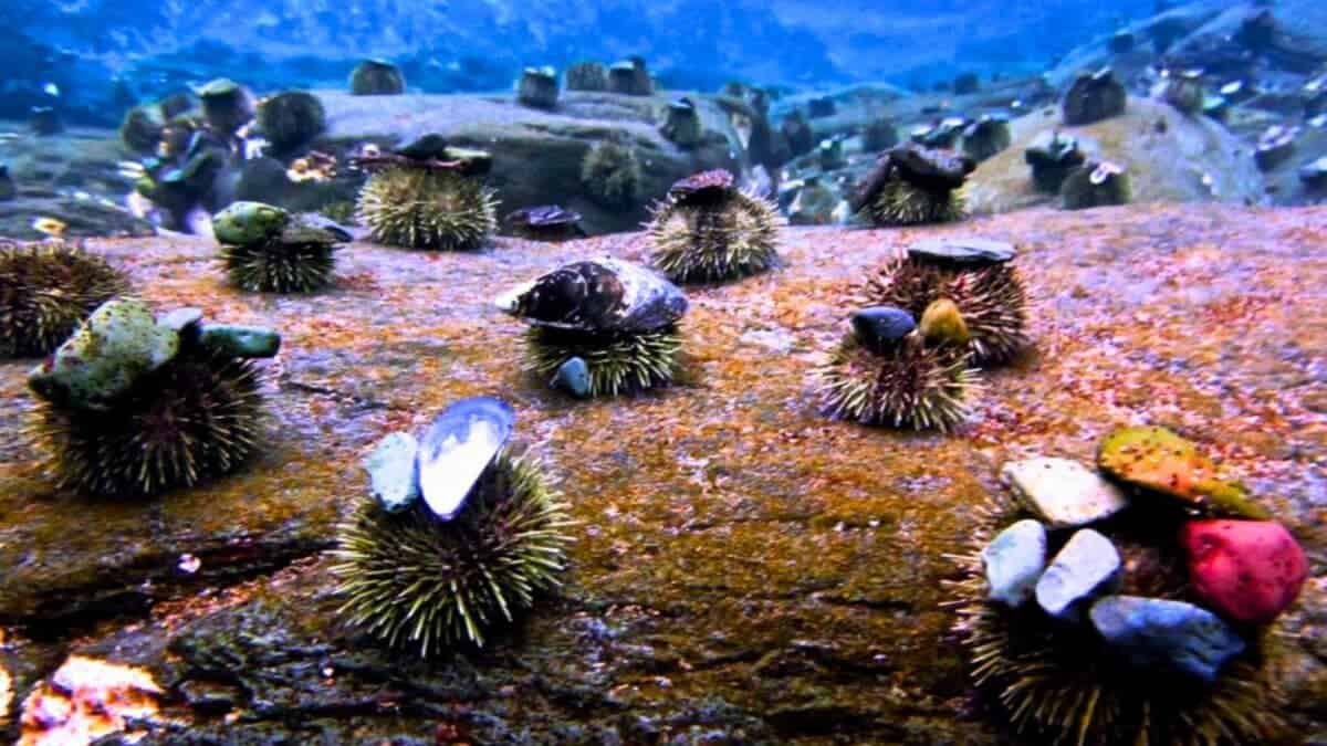 sea urchins