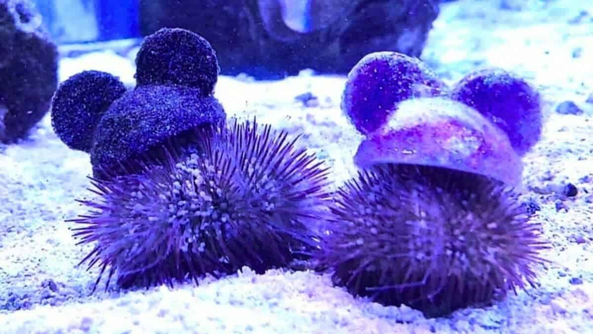 sea urchins as Mickey mouse at Disneyland