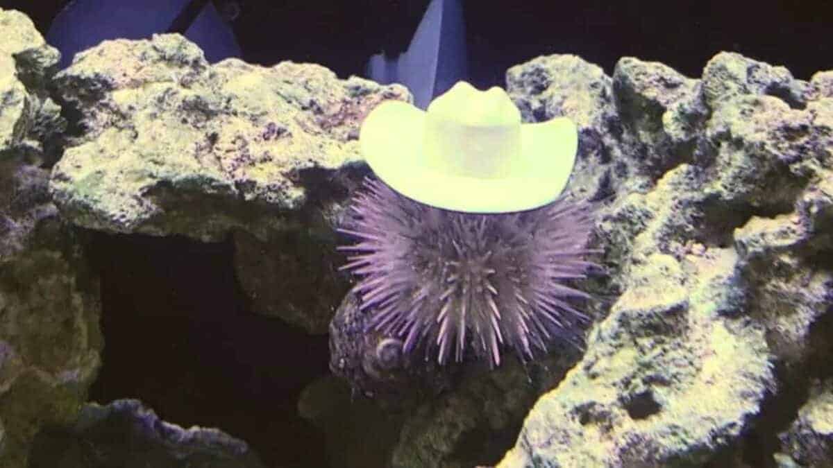 sea urchin wearing a cowboy hat