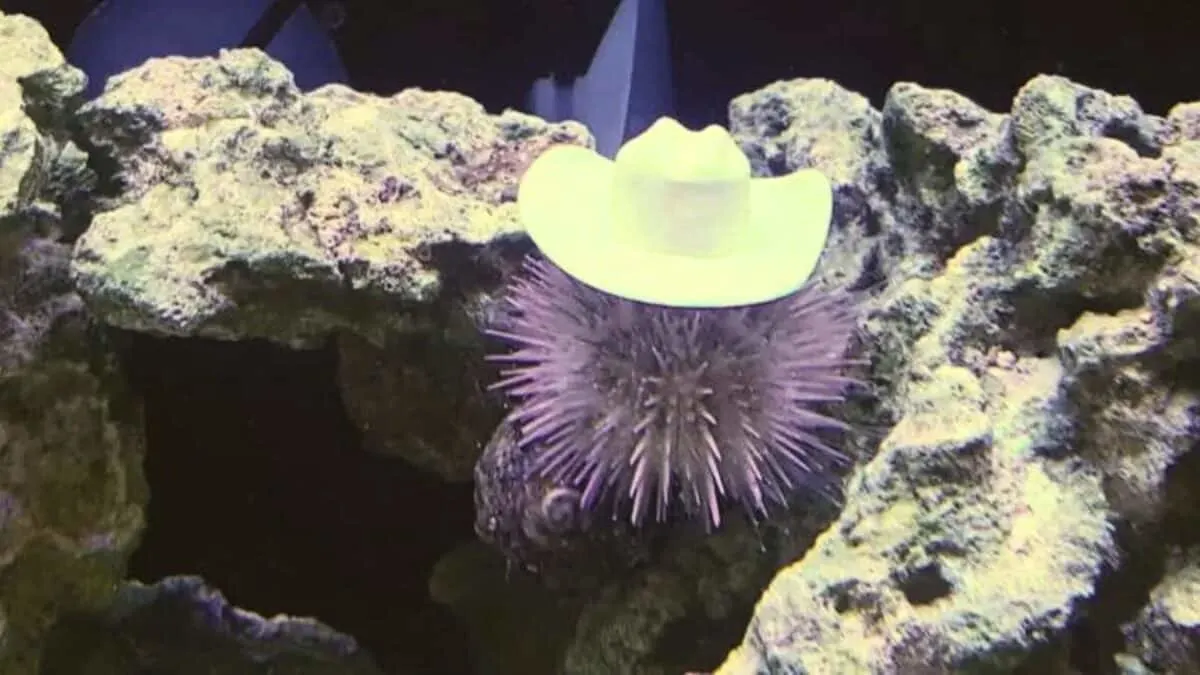 sea urchin wearing a cowboy hat