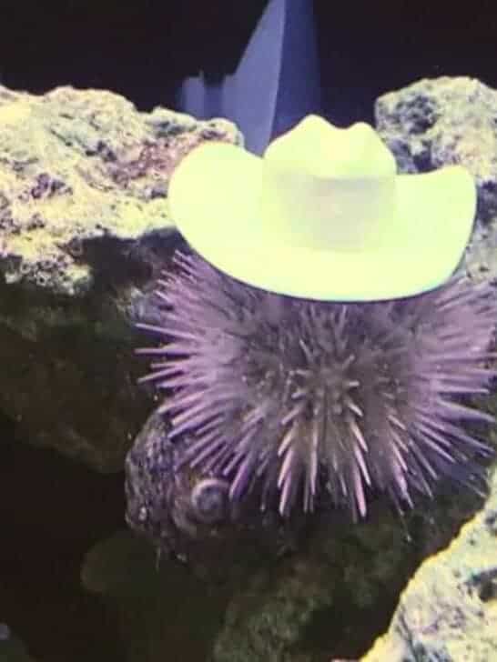 These Sea Urchins Wearing Cowboy Hats Is More Than Just Fashion