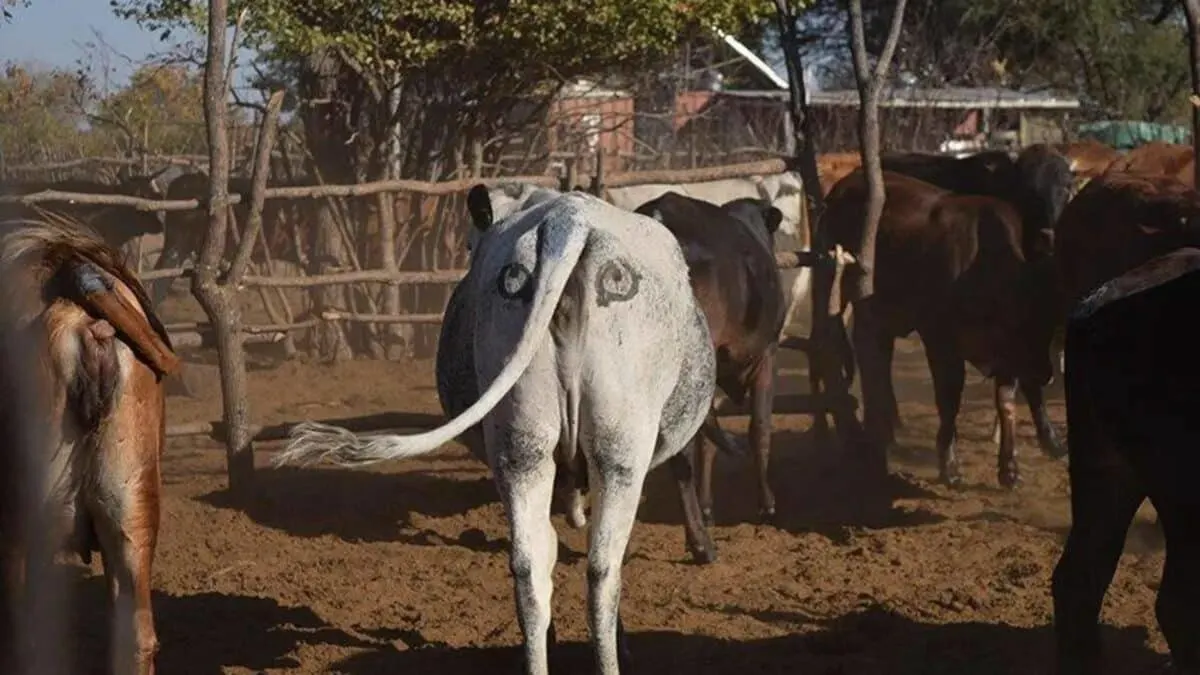 painting eyes on the butts of cows