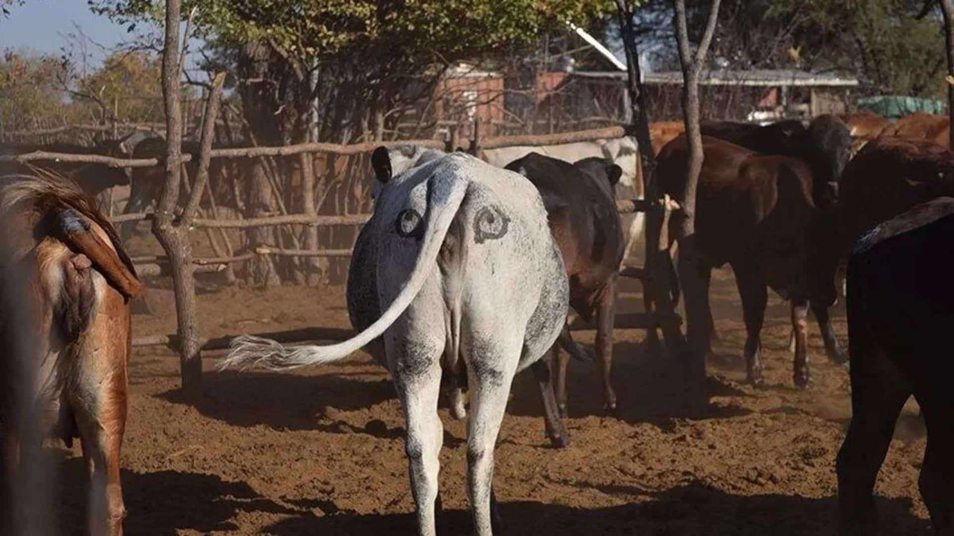 painting eyes on the butts of cows