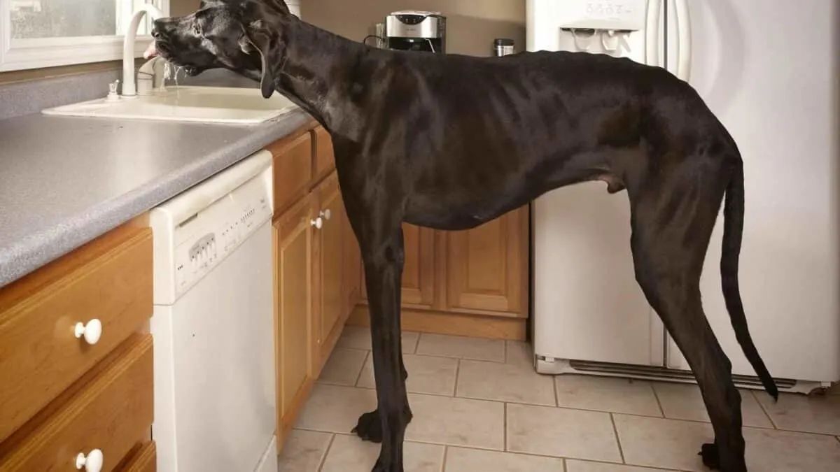 world's tallest dog