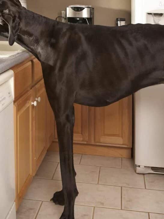 Meet the World’s Tallest Dog from Texas Who Died at Age 3