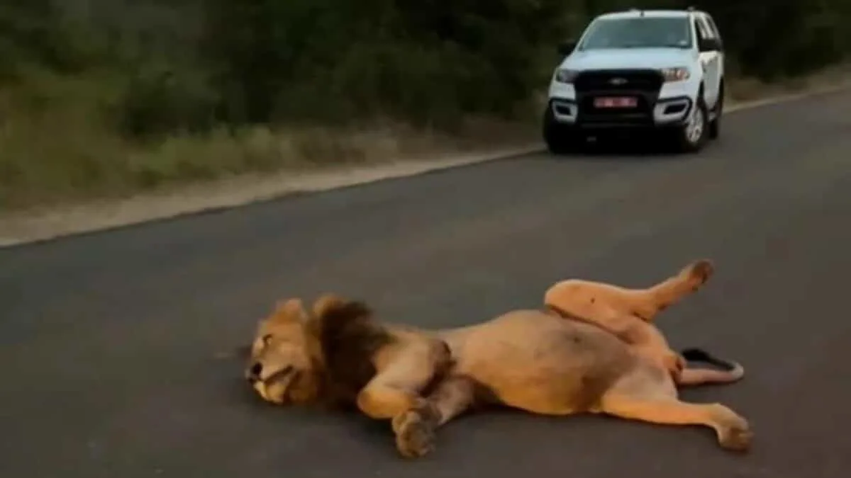lion gets a food coma