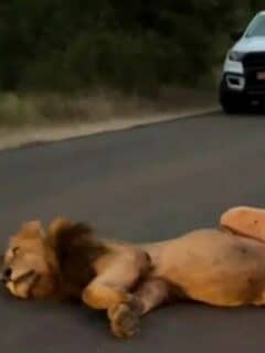 lion gets a food coma