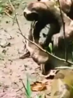 sloth crawls across anaconda