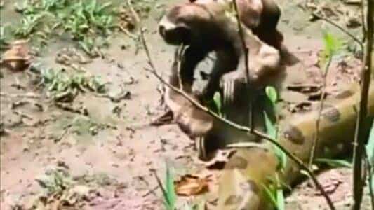 Watch: Sloth Crawls Over Massive Anaconda
