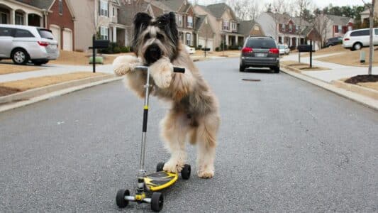 Meet the Dog Who Holds the World Record in Scooter Riding