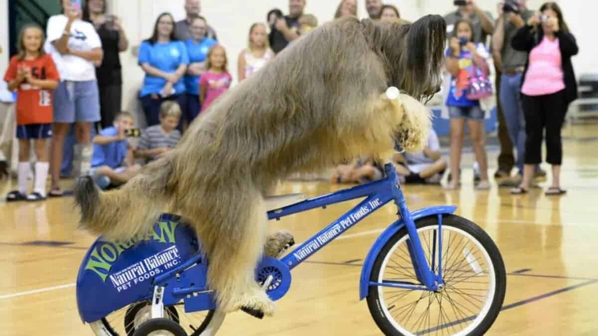 Norman the dog riding a bicycle