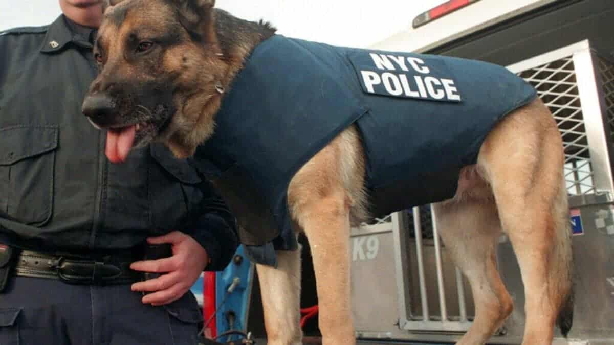 rescue dog