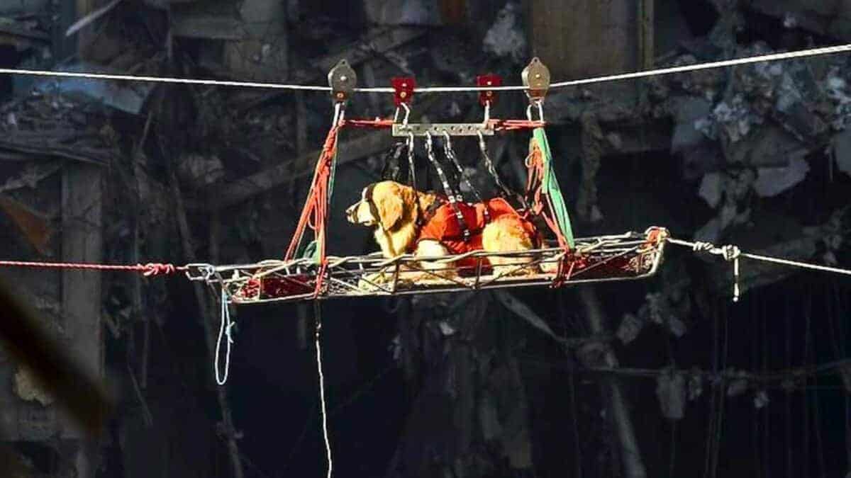 Riley the rescue dog became a 9/11 hero