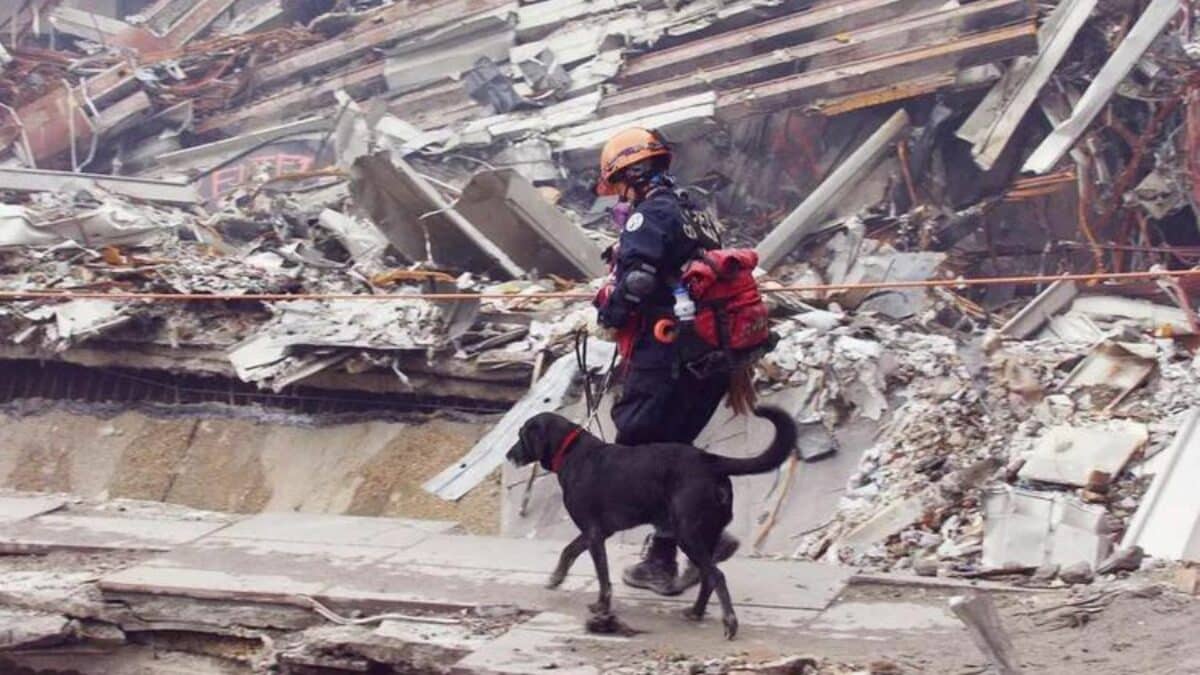 rescue dogs at 9/11