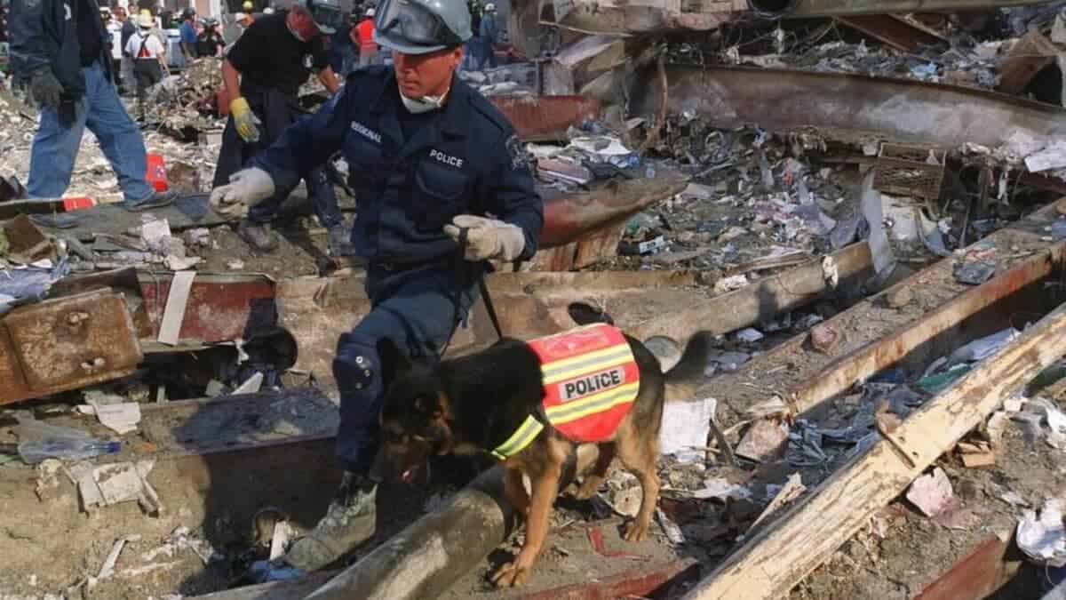 rescue dogs at 9/11
