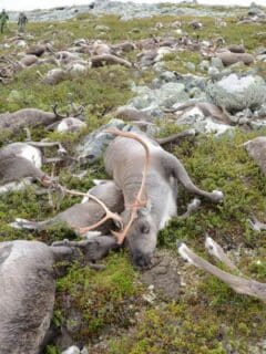 lightning kills over 300 reindeer