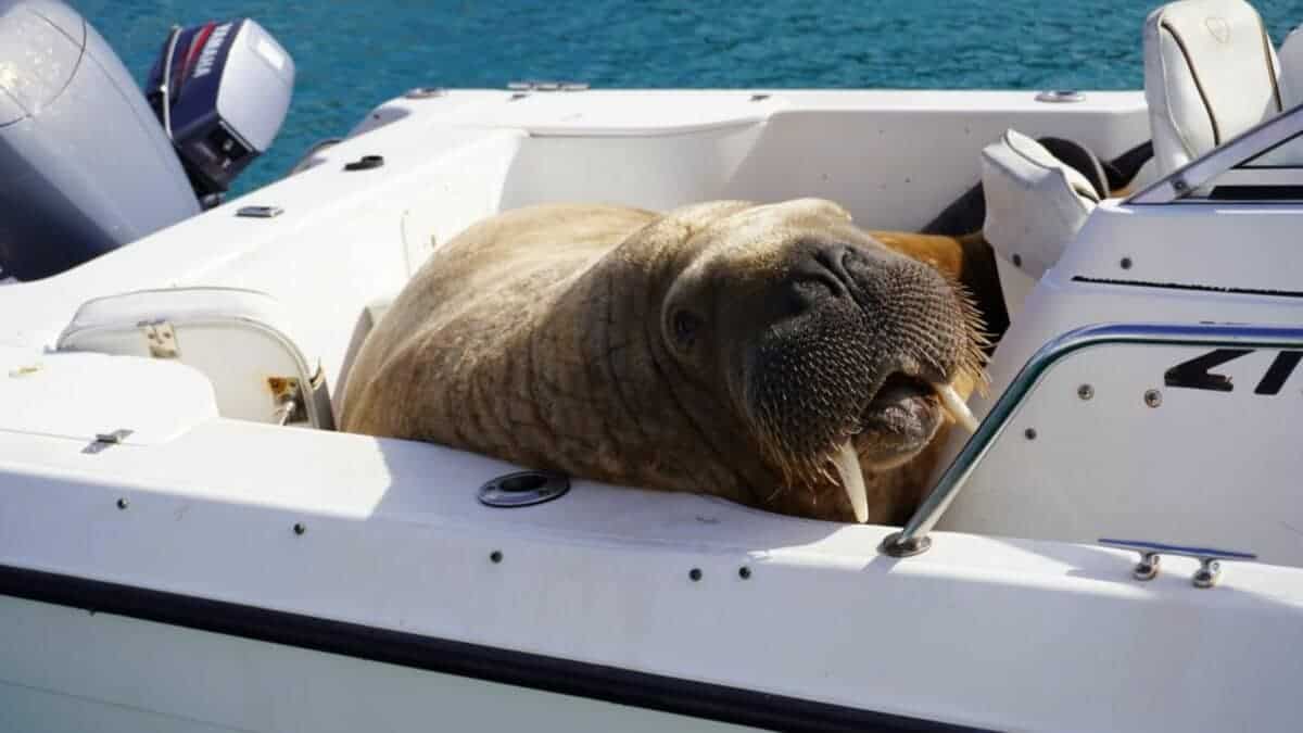 walrus napping in boat