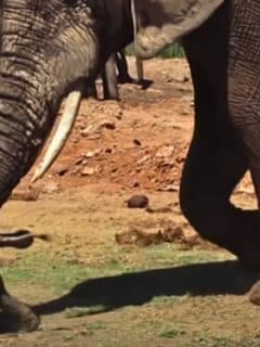 elephant tosses around baby elephant