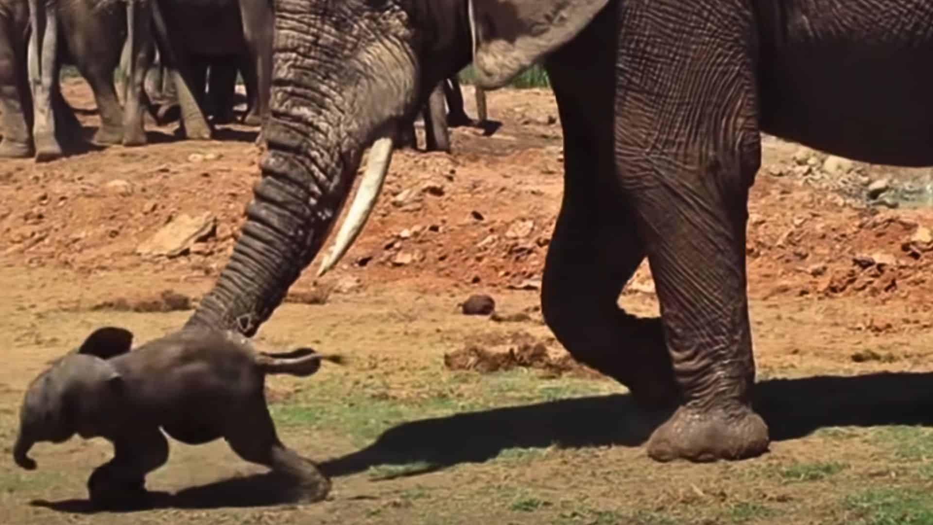 elephant tosses around baby elephant
