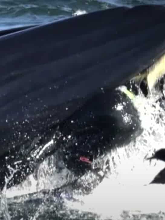 Man Alleges He Was Swallowed by Whale and Points to Photographic Evidence