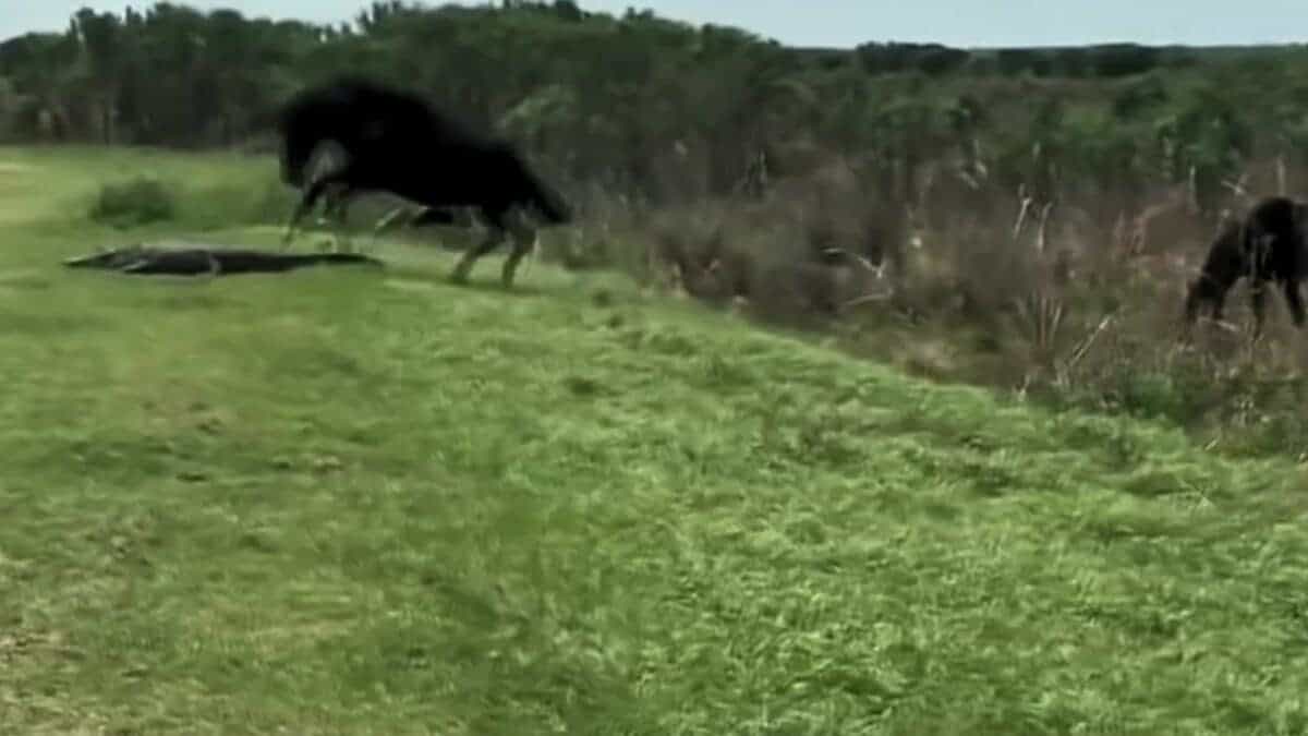 horse makes an attack on alligator 