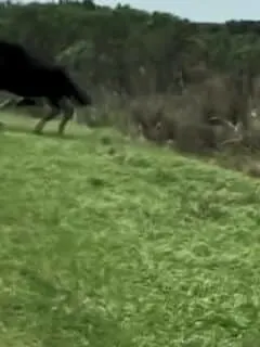 horse makes an attack on alligator